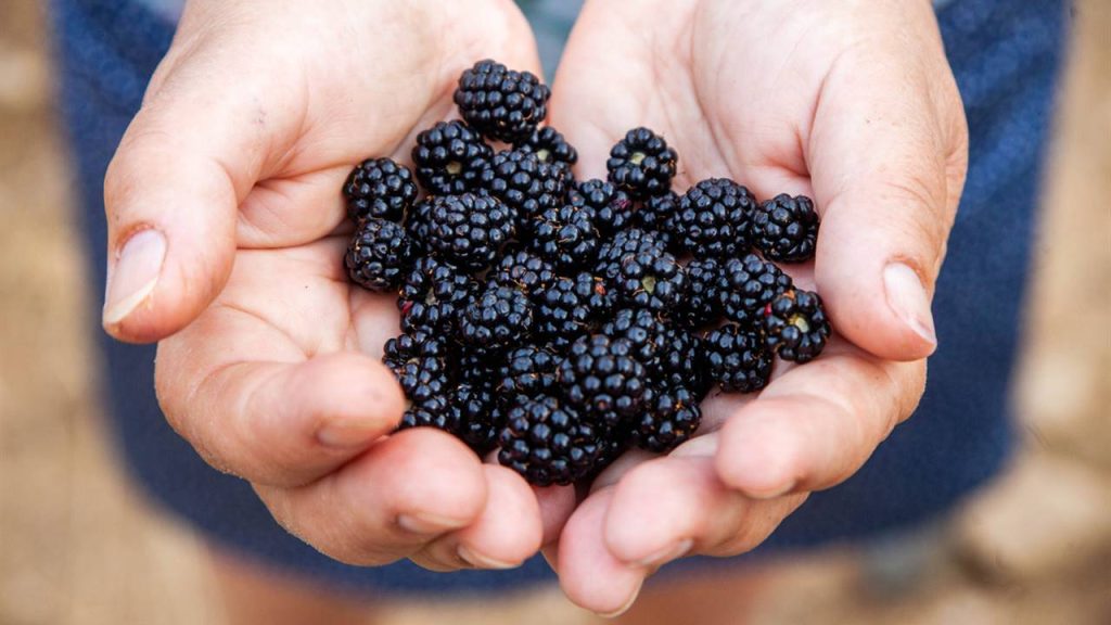 3 toxic fruits that look like blackberries and you can eat by mistake