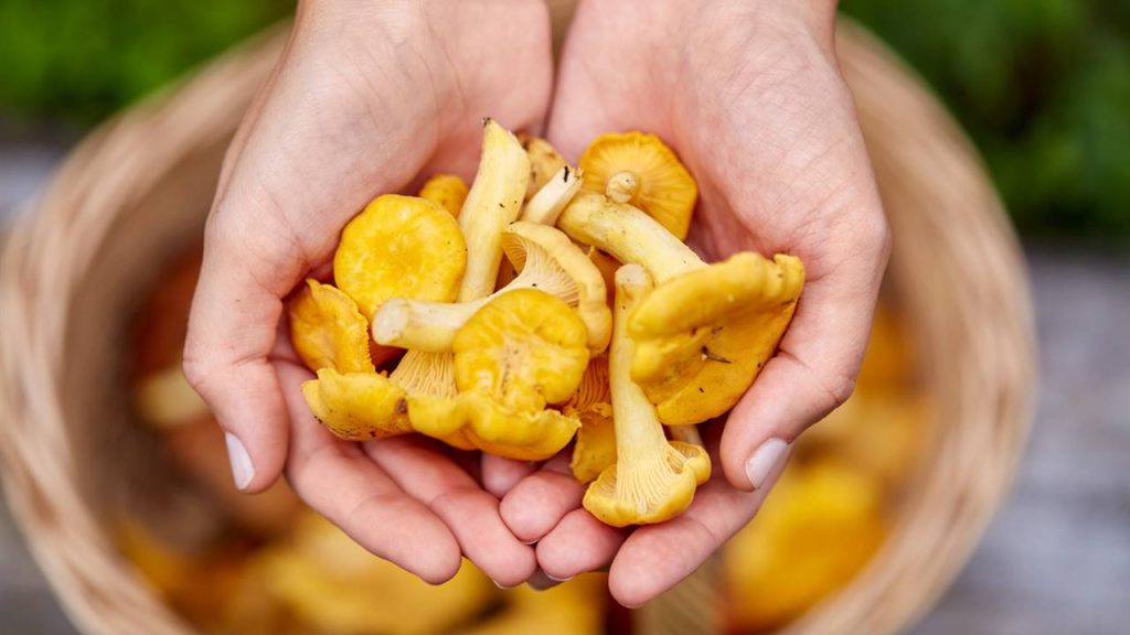 4 Mushrooms That Are Powerful Healing Remedies