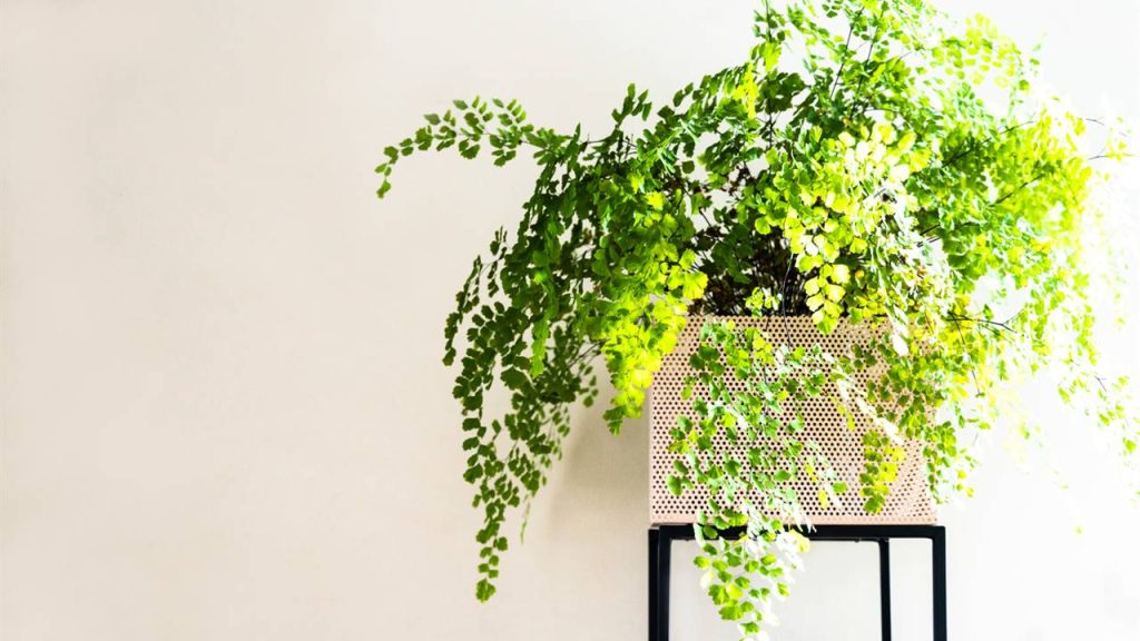 5 ferns with healing powers and how to use these plants