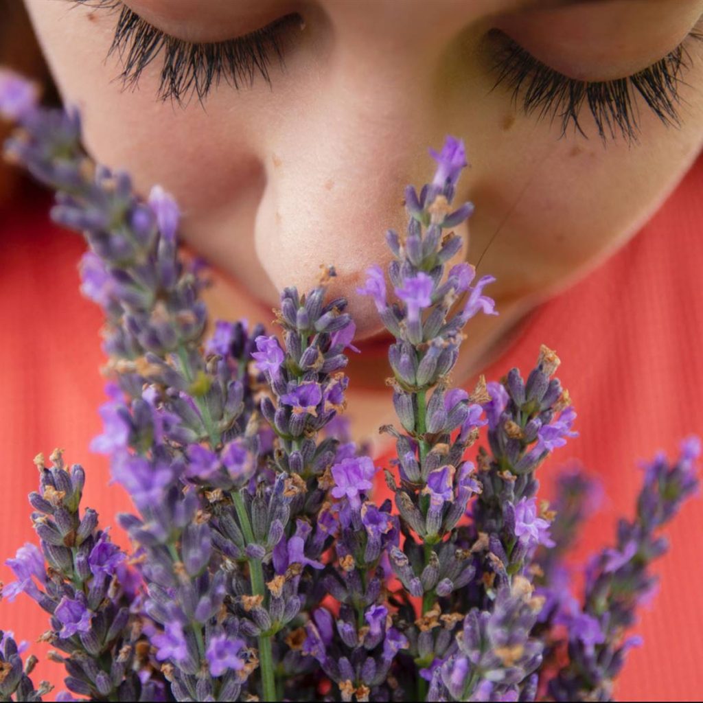 Lavender essential oil all its properties and uses