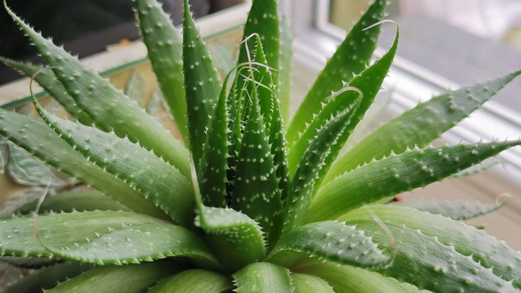 Natural treatment of psoriasis with aloe vera